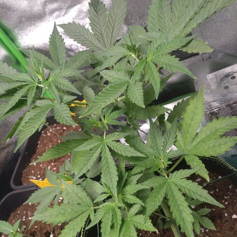 Banana Blaze Forbidden Cherry Melonda Runtz growlog timeline photo
