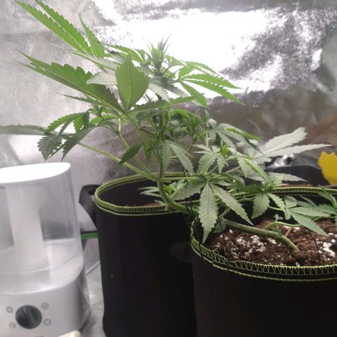 Banana Blaze Forbidden Cherry Melonda Runtz growlog timeline photo
