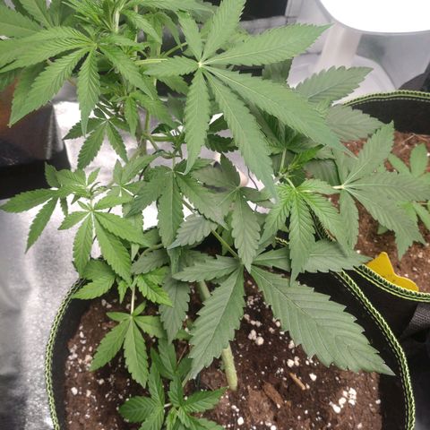 Banana Blaze Forbidden Cherry Melonda Runtz growlog timeline photo