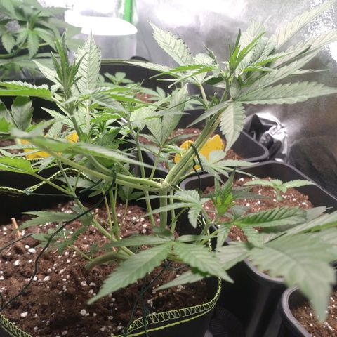 Banana Blaze Forbidden Cherry Melonda Runtz growlog timeline photo