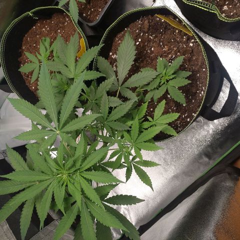 Banana Blaze Forbidden Cherry Melonda Runtz growlog timeline photo