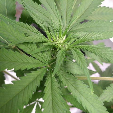 Banana Blaze Forbidden Cherry Melonda Runtz growlog timeline photo