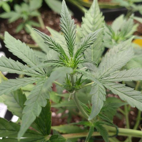 Banana Blaze Forbidden Cherry Melonda Runtz growlog timeline photo
