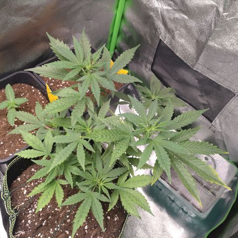 Banana Blaze Forbidden Cherry Melonda Runtz growlog timeline photo
