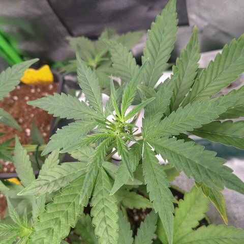 Banana Blaze Forbidden Cherry Melonda Runtz growlog timeline photo