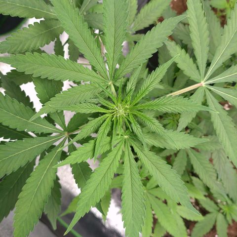 Banana Blaze Forbidden Cherry Melonda Runtz growlog timeline photo