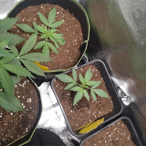 Northern Lights Automatic growlog timeline photo