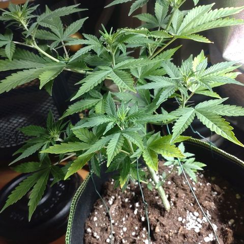 Banana Blaze Forbidden Cherry Melonda Runtz growlog timeline photo