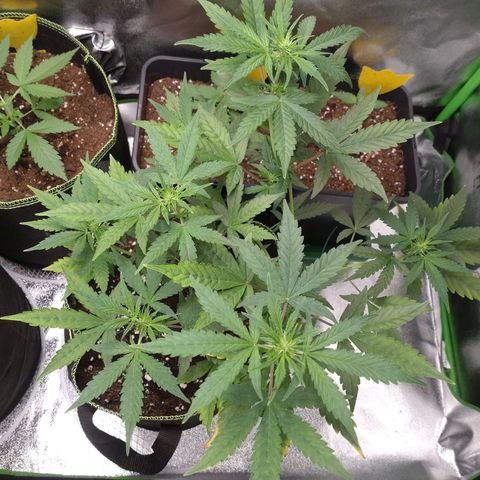 Banana Blaze Forbidden Cherry Melonda Runtz growlog timeline photo