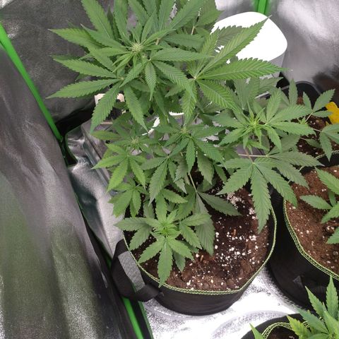Banana Blaze Forbidden Cherry Melonda Runtz growlog timeline photo