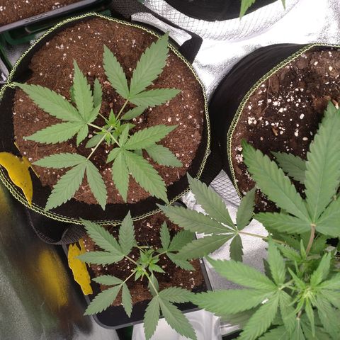 Northern Lights Automatic growlog timeline photo