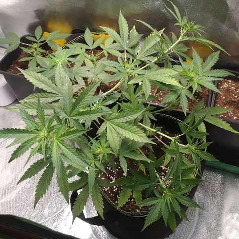 Banana Blaze Forbidden Cherry Melonda Runtz growlog timeline photo