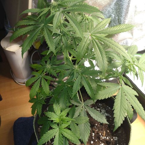 Banana Blaze Forbidden Cherry Melonda Runtz growlog timeline photo