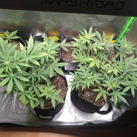 Banana Blaze Forbidden Cherry Melonda Runtz growlog timeline photo