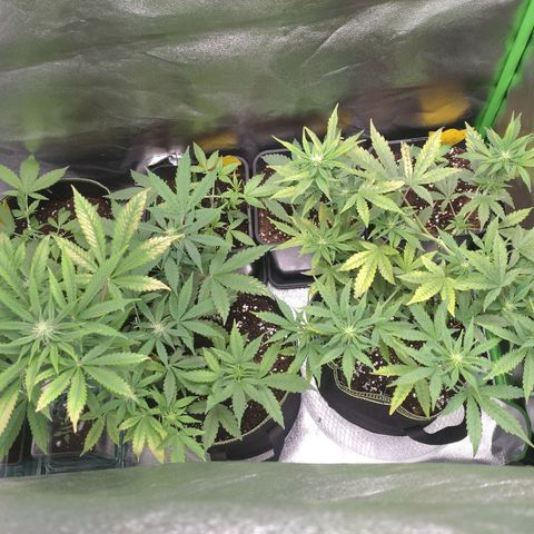 Banana Blaze Forbidden Cherry Melonda Runtz growlog photo: Ja großer Nährstoff Mangel, die Ursache wird noch gesucht..morgen wird der Ph Wert vom Drain geprüft.