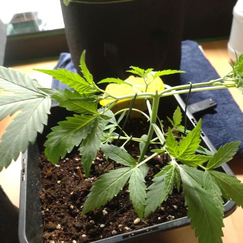 Northern Lights Automatic growlog photo: Heute die 2kleinen mal etwas unter Training gesetzt