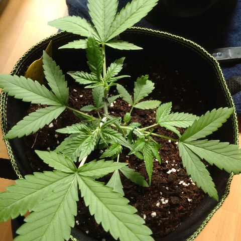 Northern Lights Automatic growlog photo: Heute die 2kleinen mal etwas unter Training gesetzt