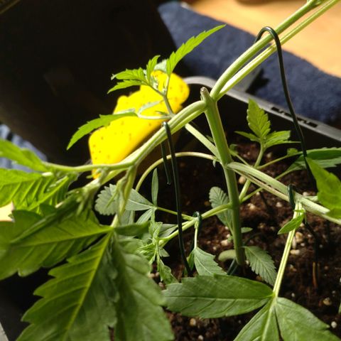 Northern Lights Automatic growlog photo: Heute die 2kleinen mal etwas unter Training gesetzt