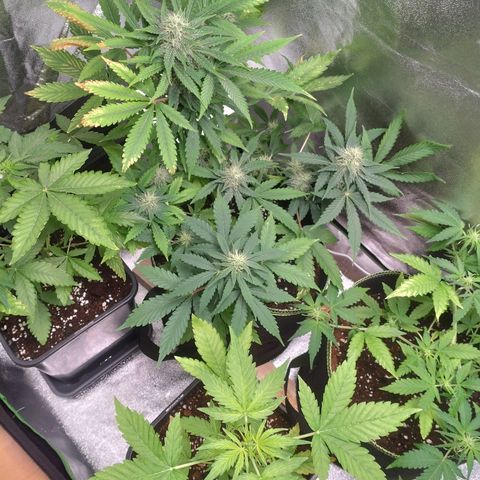 Banana Blaze Forbidden Cherry Melonda Runtz growlog timeline photo