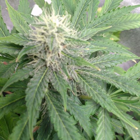 Banana Blaze Forbidden Cherry Melonda Runtz growlog timeline photo
