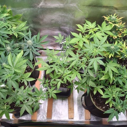 Banana Blaze Forbidden Cherry Melonda Runtz growlog timeline photo