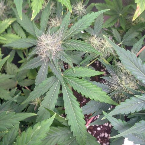 Banana Blaze Forbidden Cherry Melonda Runtz growlog timeline photo