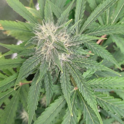 Banana Blaze Forbidden Cherry Melonda Runtz growlog timeline photo