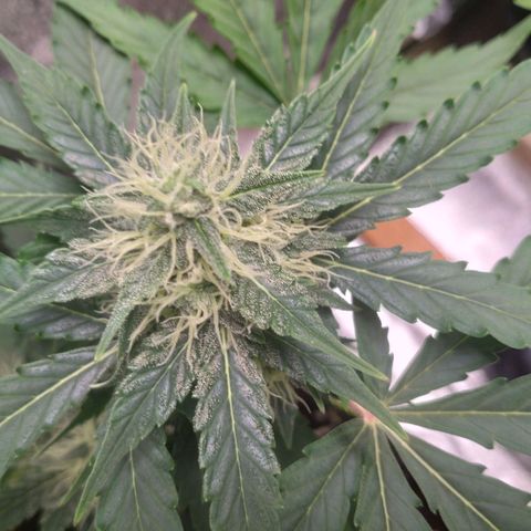 Banana Blaze Forbidden Cherry Melonda Runtz growlog timeline photo