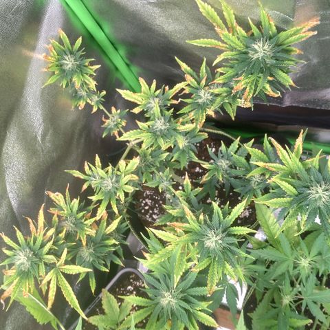 Banana Blaze Forbidden Cherry Melonda Runtz growlog timeline photo