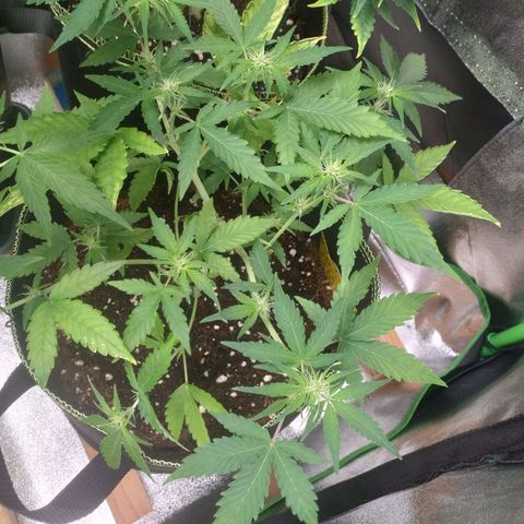 Northern Lights Automatic growlog timeline photo