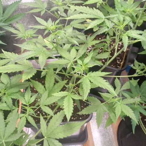 Northern Lights Automatic growlog timeline photo