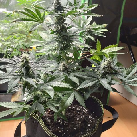 Banana Blaze Forbidden Cherry Melonda Runtz growlog timeline photo