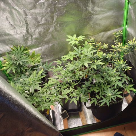 Banana Blaze Forbidden Cherry Melonda Runtz growlog timeline photo