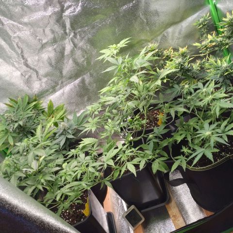 Banana Blaze Forbidden Cherry Melonda Runtz growlog timeline photo