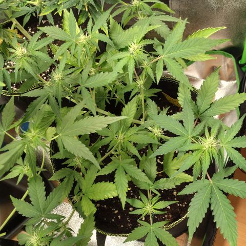 Banana Blaze Forbidden Cherry Melonda Runtz growlog timeline photo