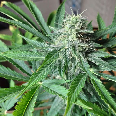 Banana Blaze Forbidden Cherry Melonda Runtz growlog timeline photo