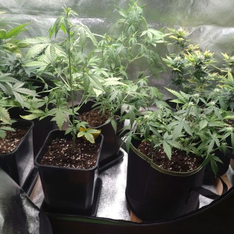 Banana Blaze Forbidden Cherry Melonda Runtz growlog timeline photo