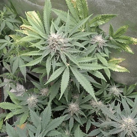 Banana Blaze Forbidden Cherry Melonda Runtz growlog timeline photo