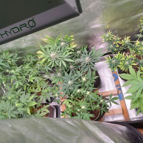 Banana Blaze Forbidden Cherry Melonda Runtz growlog timeline photo