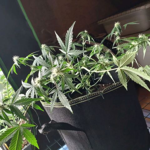 Banana Blaze Forbidden Cherry Melonda Runtz growlog timeline photo
