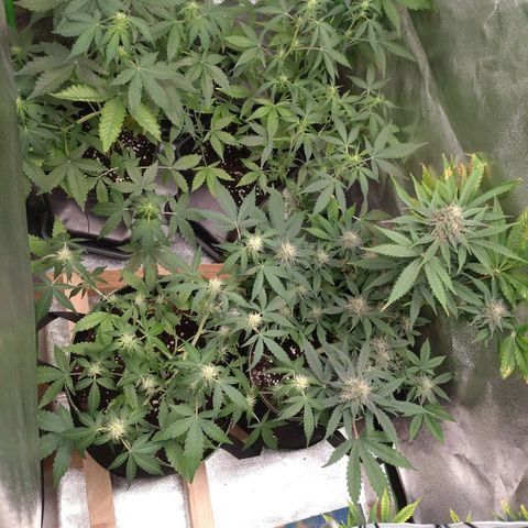 Banana Blaze Forbidden Cherry Melonda Runtz growlog timeline photo