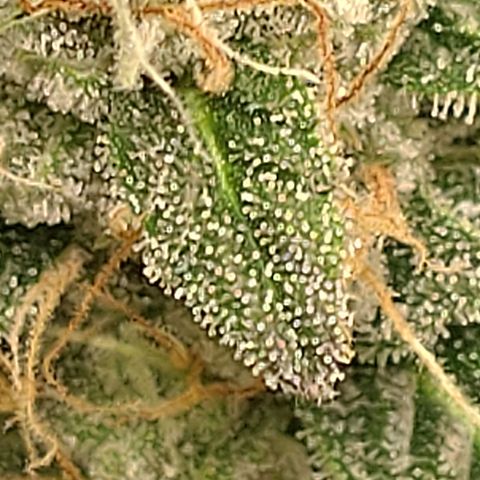 Banana Blaze Forbidden Cherry Melonda Runtz growlog timeline photo