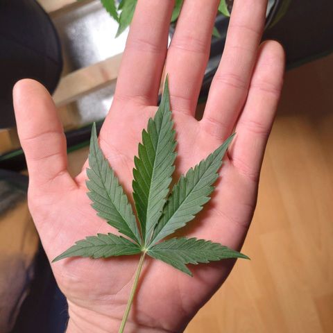 Banana Blaze Forbidden Cherry Melonda Runtz growlog timeline photo