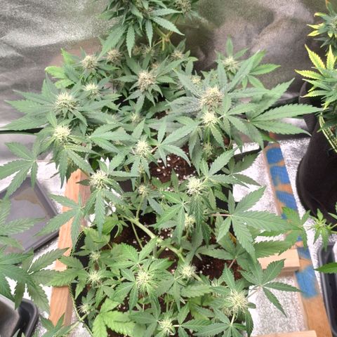 Banana Blaze Forbidden Cherry Melonda Runtz growlog timeline photo