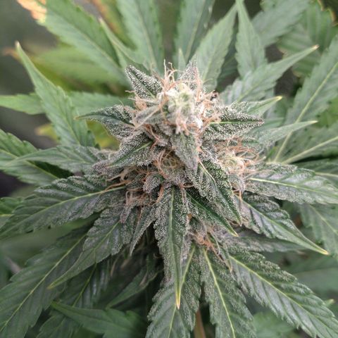 Banana Blaze Forbidden Cherry Melonda Runtz growlog timeline photo