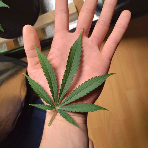 Banana Blaze Forbidden Cherry Melonda Runtz growlog timeline photo