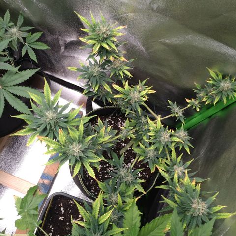 Banana Blaze Forbidden Cherry Melonda Runtz growlog timeline photo