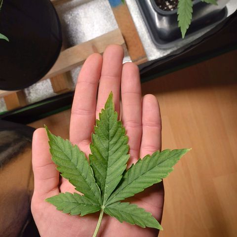 Banana Blaze Forbidden Cherry Melonda Runtz growlog timeline photo