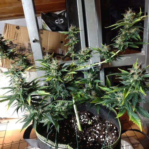 Banana Blaze Forbidden Cherry Melonda Runtz growlog timeline photo