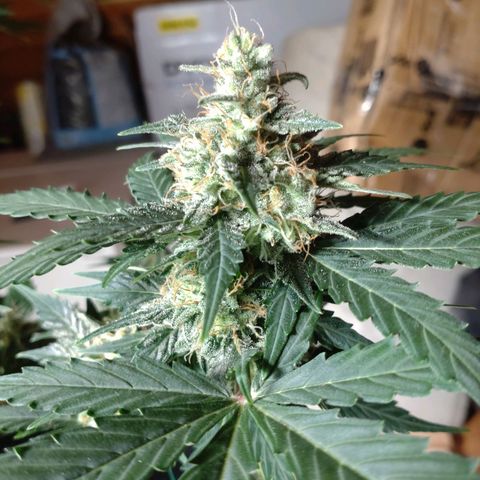 Banana Blaze Forbidden Cherry Melonda Runtz growlog timeline photo